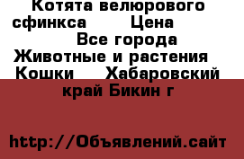 Котята велюрового сфинкса. .. › Цена ­ 15 000 - Все города Животные и растения » Кошки   . Хабаровский край,Бикин г.